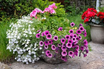 Z czym łączyć pelargonie? Te kwiaty stworzą piękną kompozycję