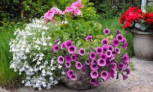 Z czym łączyć pelargonie? Te kwiaty stworzą piękną kompozycję