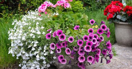 Z czym łączyć pelargonie? Te kwiaty stworzą piękną kompozycję