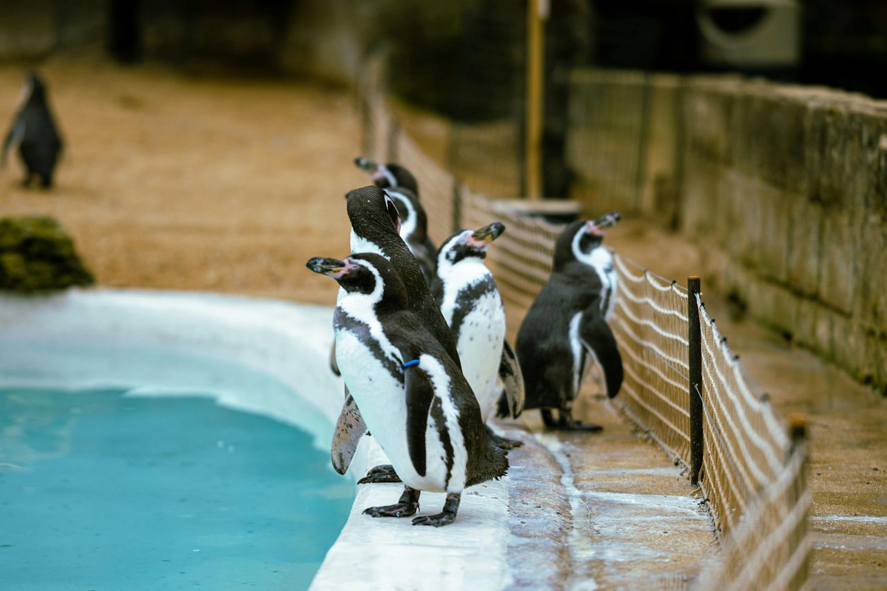 Pingwiny w gdańskim zoo mają nowy wybieg "Ten projekt to nie tylko remont"