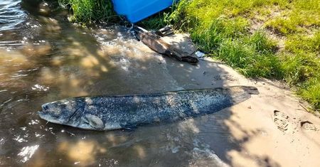 Sum gigant z Zalewu Zemborzyckiego. Miał 210 cm długości