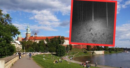 Wilki pod Krakowem. Zagryzły zwierzęta. Mieszkańcy się boją