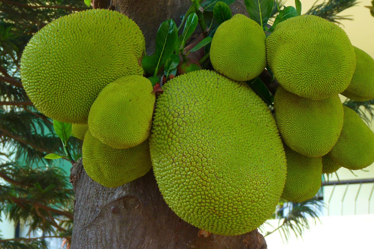Jackfruit can weigh up to 50 kg.