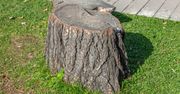 Wsyp do pnia, a sam się rozpadnie. Nie trzeba kopać