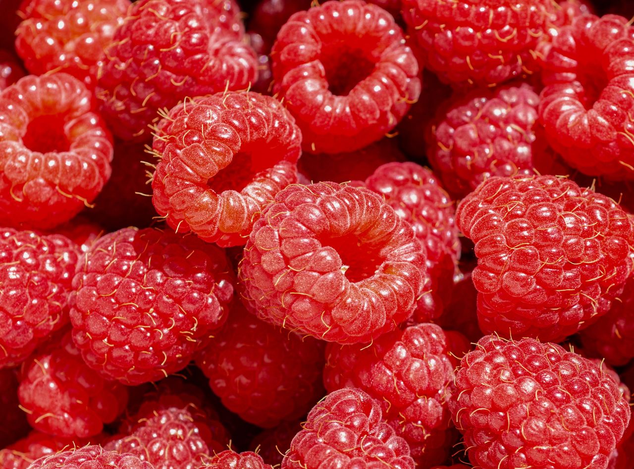 All summer you can enjoy the taste of raspberries.