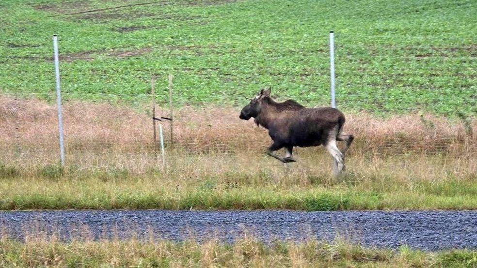 Łoś przy drodze S11