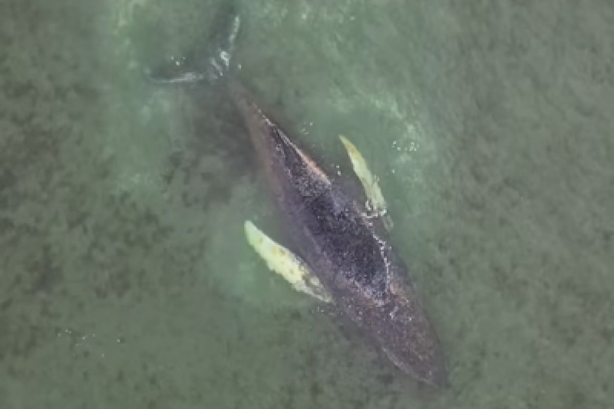 Humbak Timmy znów utknął w zatoce. Trzeci raz w ciągu kilku dni