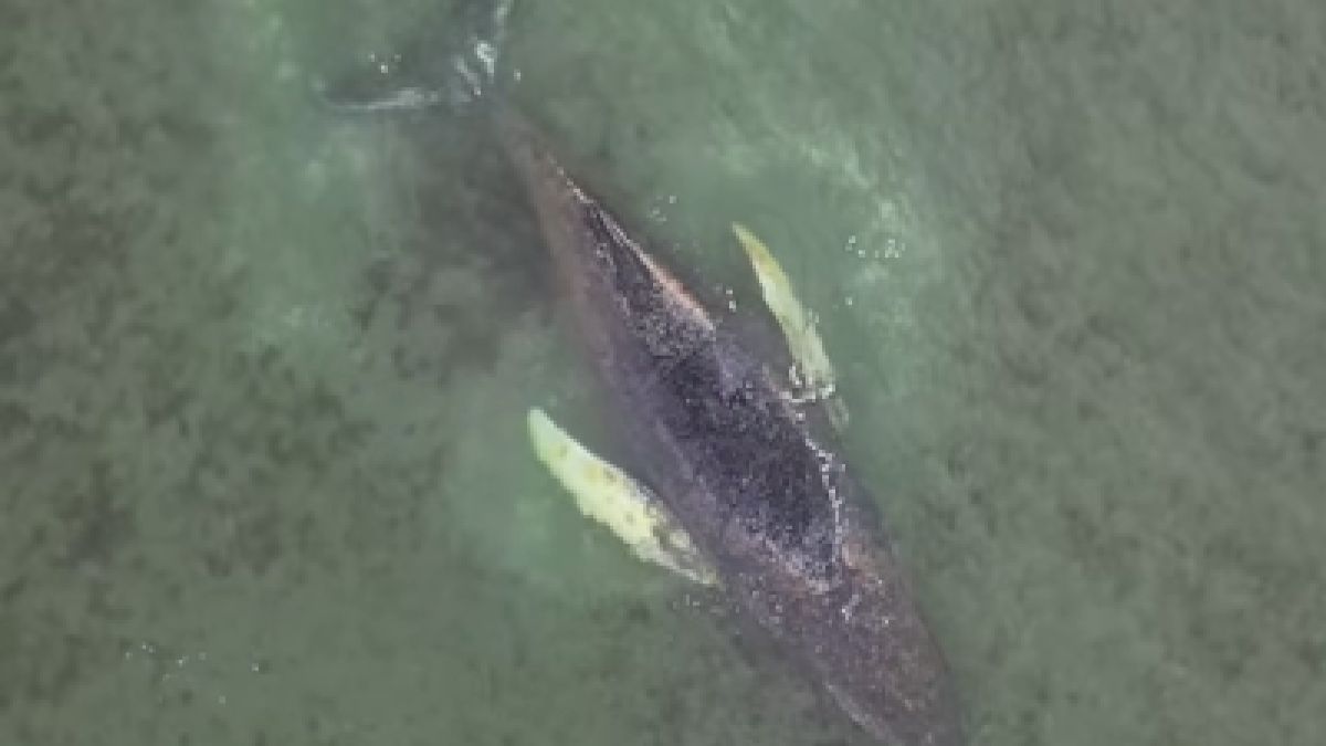 Humbak znów utknął na mieliźnie