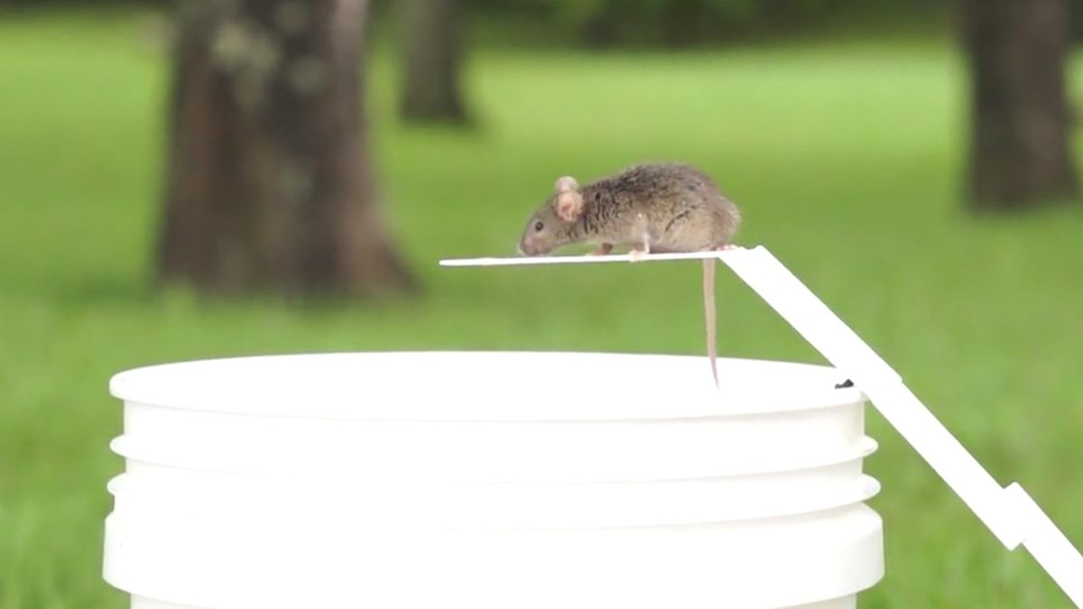 Ostatnia pułapka na myszy, którą kupisz. Jest zabójczo skuteczna 1