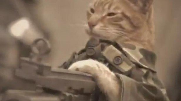 Kot bojowy Freddiego Wonga 1