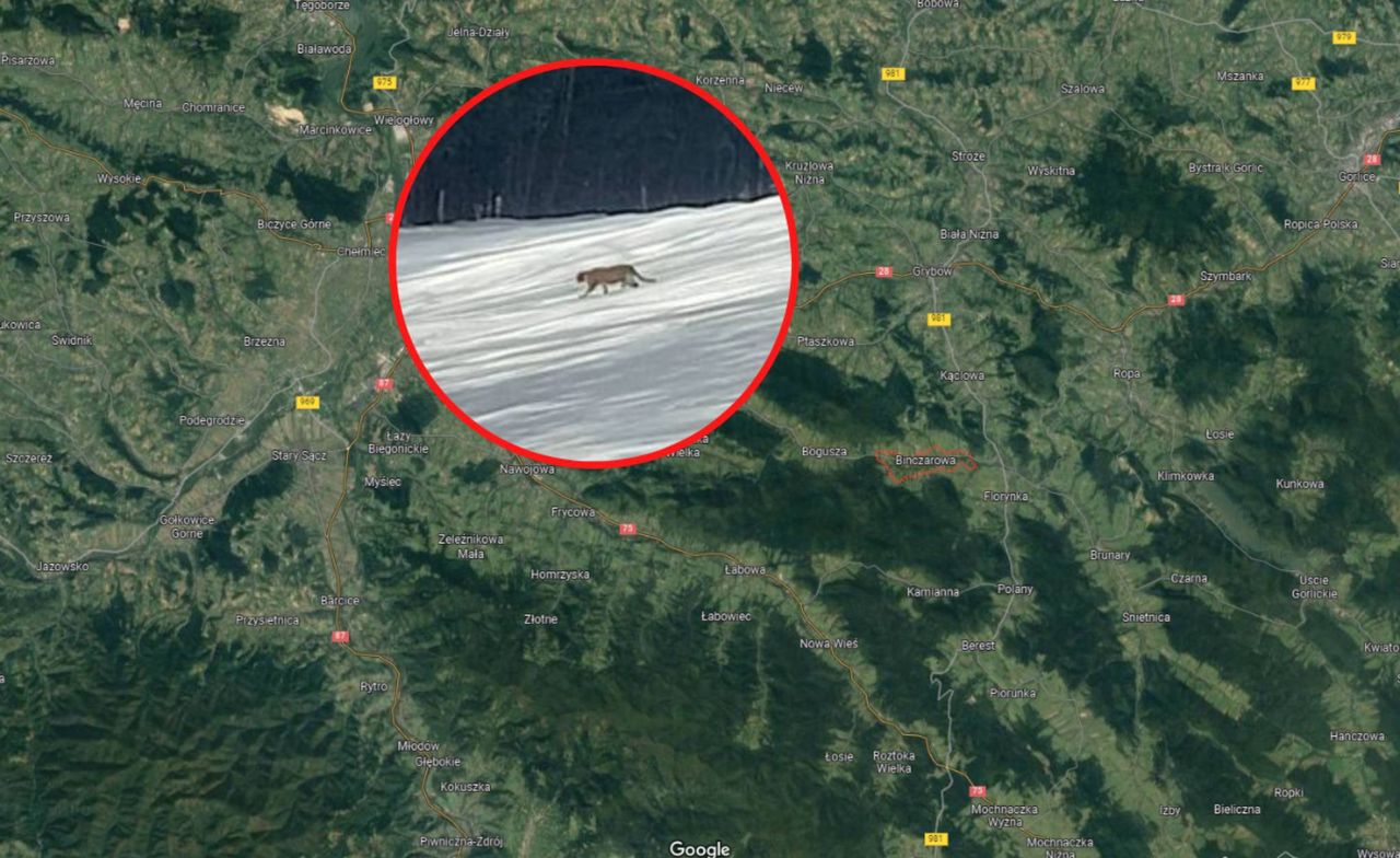 W sądeckich lasach spotkano pumę? Polskę obiegło zagadkowe zdjęcie