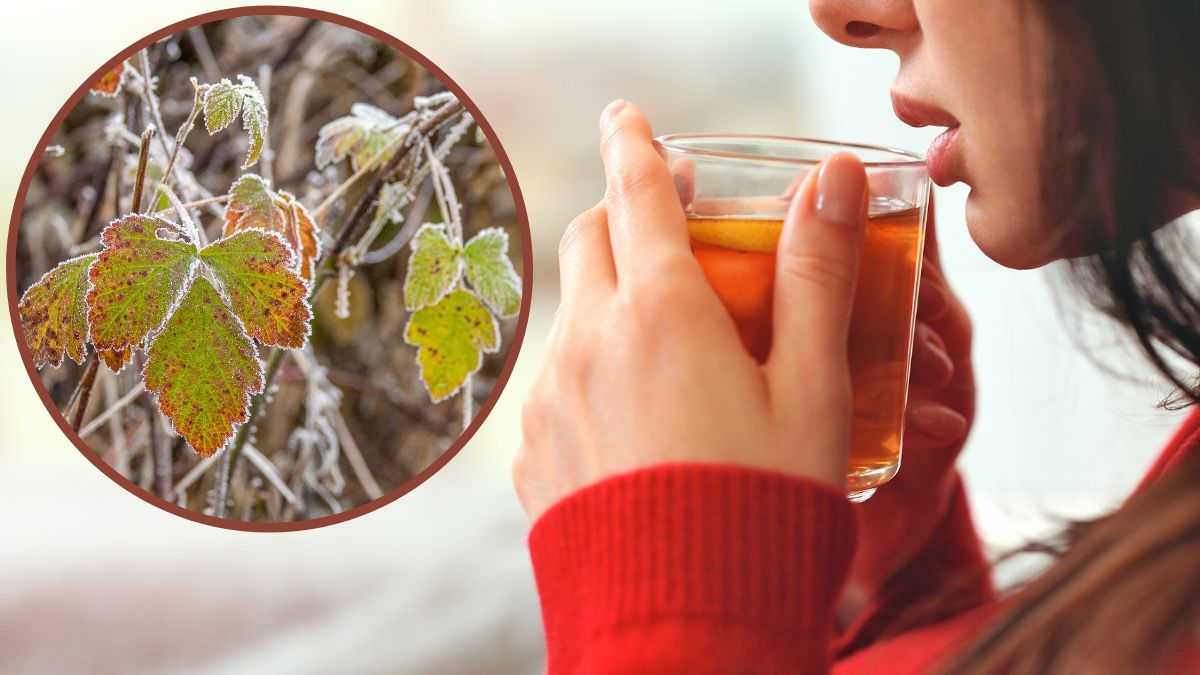 Picie herbaty na odporność.