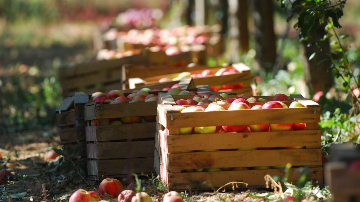 ripe apples in a wood crates,shallow dofripe apples in a wood crates, shallow dof imageapple, tree, crate, fruit crate, abundance, autumn, orchard, autumnal, fruit, agriculture, fall, field, shallow, grow, farm, branch, harvest, organic, october, ripe, bright, crop, day, dof, europe, farming, grass, green, leaf, many, natural, red, row, season, seasonal, sunny, yellow, apple, tree, crate, fruit crate, abundance, autumn, orchard, autumnal, fruit, agriculture, fall, field, shallow, grow, farm, branch, harvest, organic, october, ripe, bright, crop, day, dof, europe, farming, grass, green, leaf, many, natural, red, row, season, seasonal, sunny, yellow