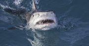 Rekin z Trójkąta Bermudzkiego. Naukowcy załamują ręce