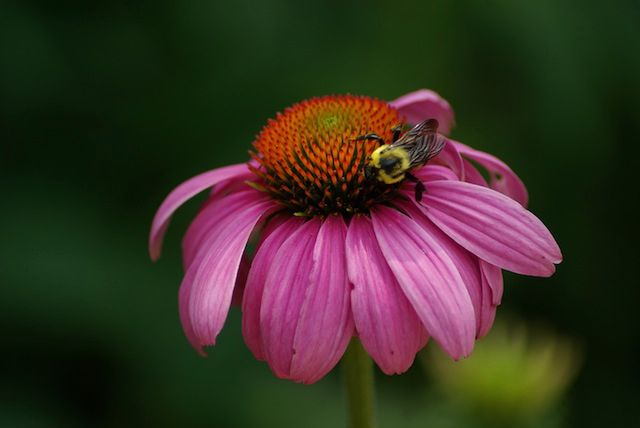 Echinacea, czyli remedium dla naiwnych 2