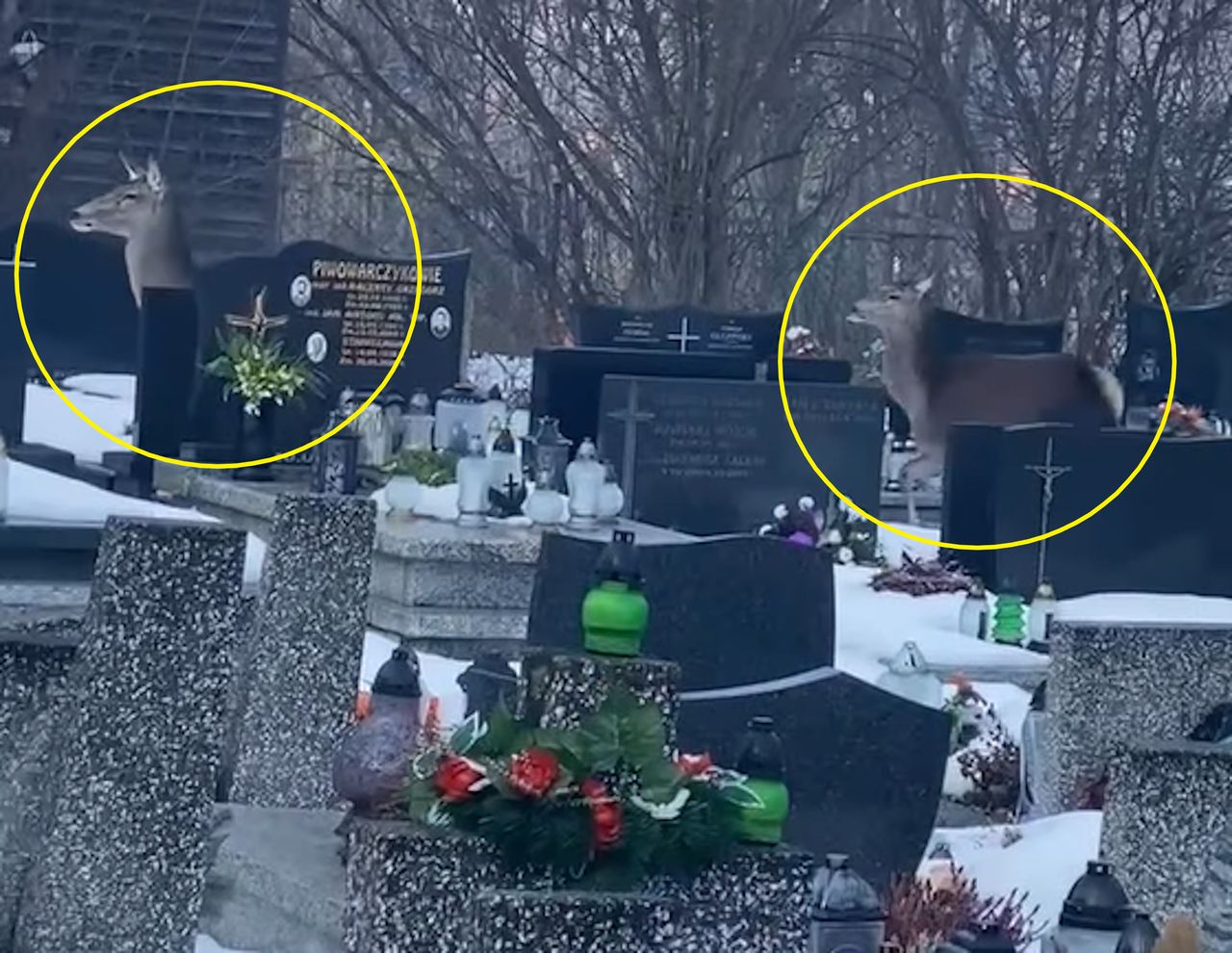 Taki widok na cmentarzu w Zakopanem. Kobieta chwyciła za telefon