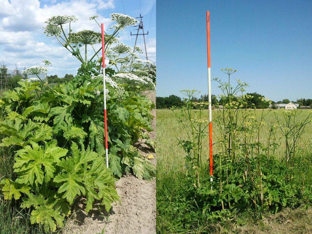 Barszcz Sosnowskiego i barszcz zwyczajny [barszcz.edu.pl](http://barszcz.edu.pl/)