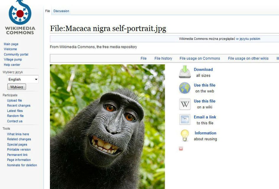 Autoportret makaka w Wikipedii