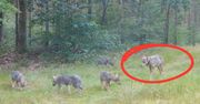 Wilczyca Minka z Borów Tucholskich nie żyje. Naukowcy: "Została zastrzelona"