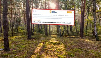 "Tajemnicza nierównowaga". Niemcy piszą o polskim lesie
