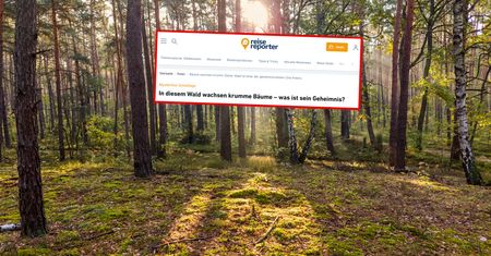 "Tajemnicza nierównowaga". Niemcy piszą o polskim lesie