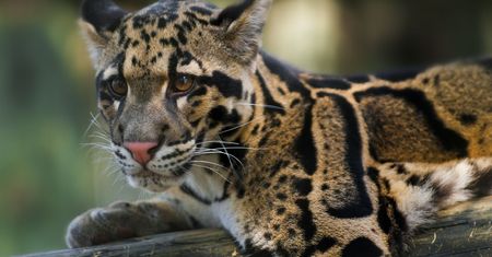 Chińskie zoo milczało po ucieczce 3 lampartów. Jeden z nich nadal jest na wolności