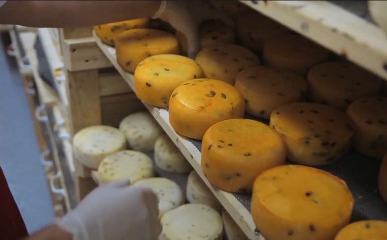 Czy sery są zdrowe? (WIDEO)