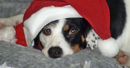 Schronisko zawiesza adopcje przed Bożym Narodzeniem. Powód szokuje