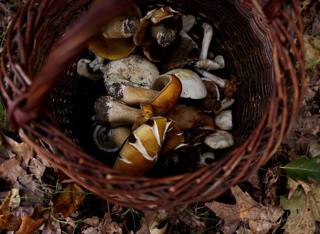 "Czarne złoto" znów w koszykach. Grzybiarz pokazał zbiór