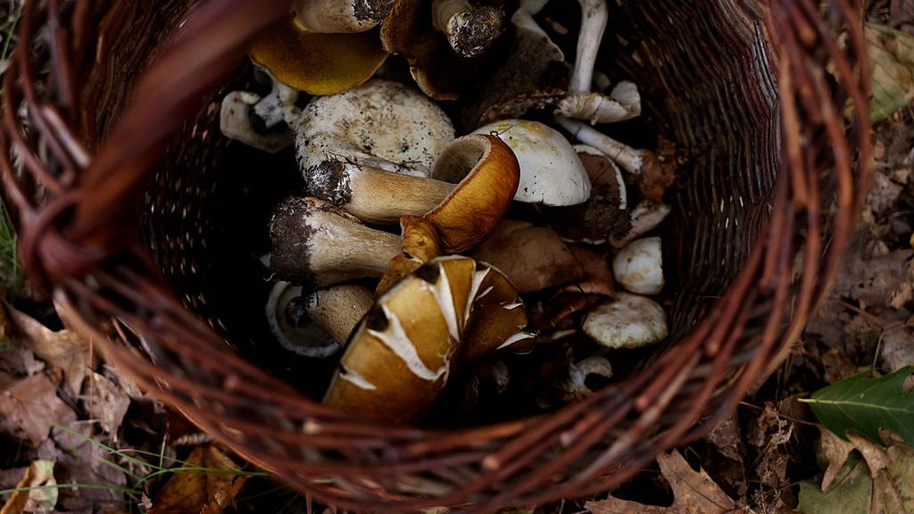 Coraz więcej różnych odmian grzybów pojawia się w lasach