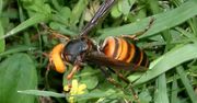 Pierwsza ofiara śmiertelna. Gigantyczny szerszeń z Azji dotarł do Europy