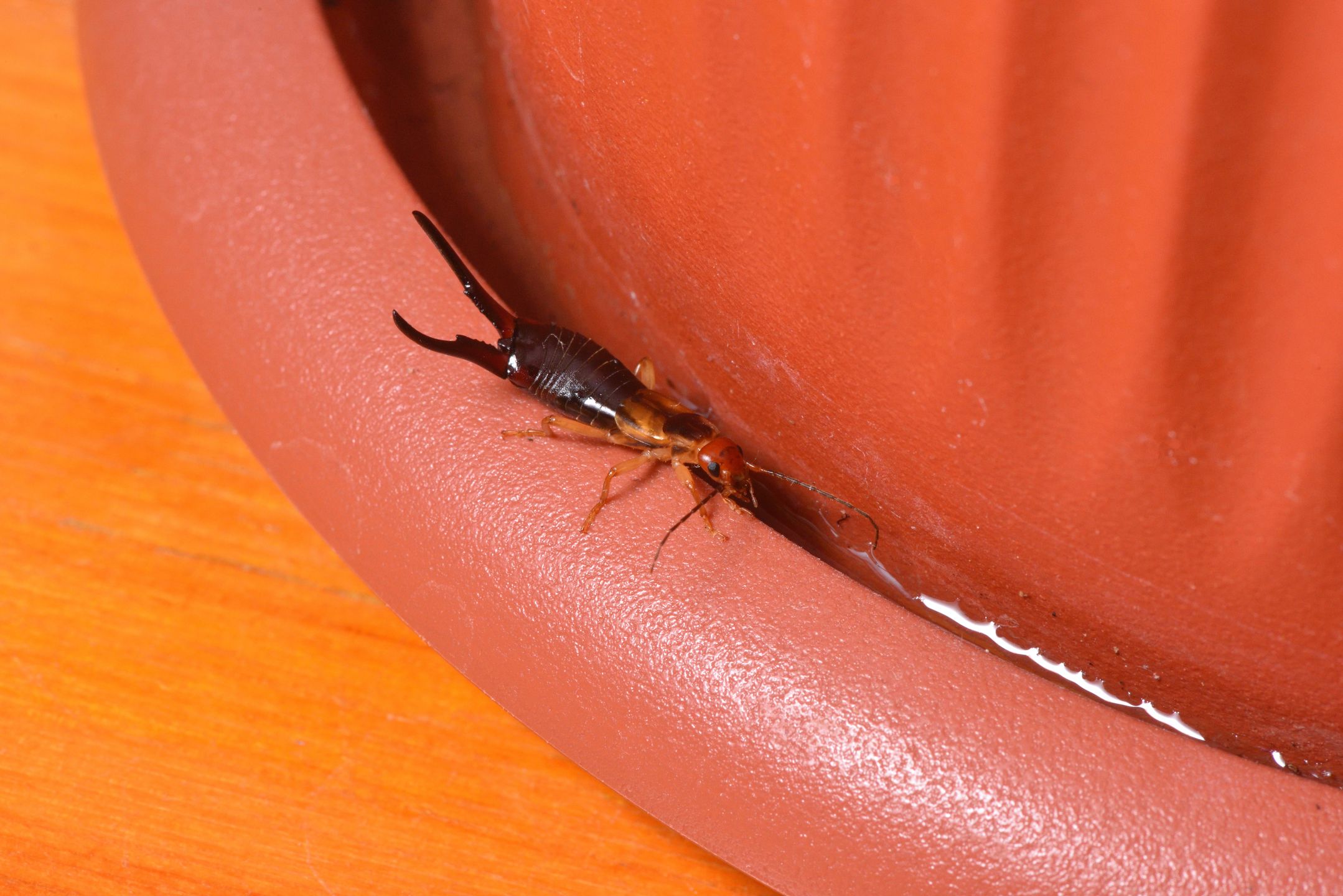 The insect earwig lived in a flower pot of the house
The insect earwig lived in a flower pot of the house. Tentacles on the tail.
earwig, earwigs, nature, wildlife, isolated, closeup, macro, animal, european, close, insect, color, cantabria, summer, natural, image, one, brown, nobody, view, detail, garden, environment, small, animals, wild, earwig, earwigs, nature, wildlife, isolated, closeup, macro, animal, european, close, insect, color, cantabria, summer, natural, image, one, brown, nobody, view, detail, garden, environment, small, animals, wild