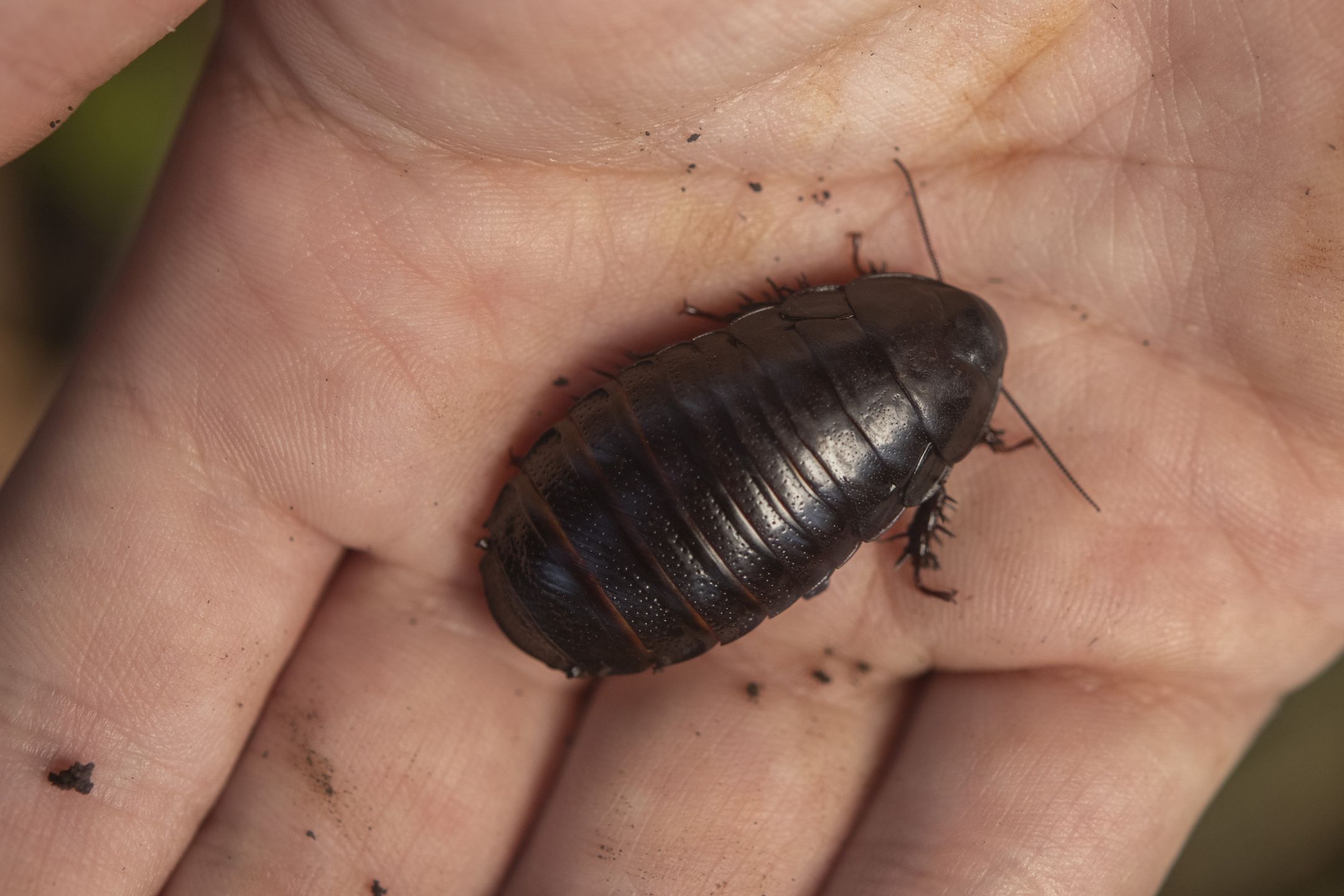 Dorosły karaluch ma ok. 4 cm.
