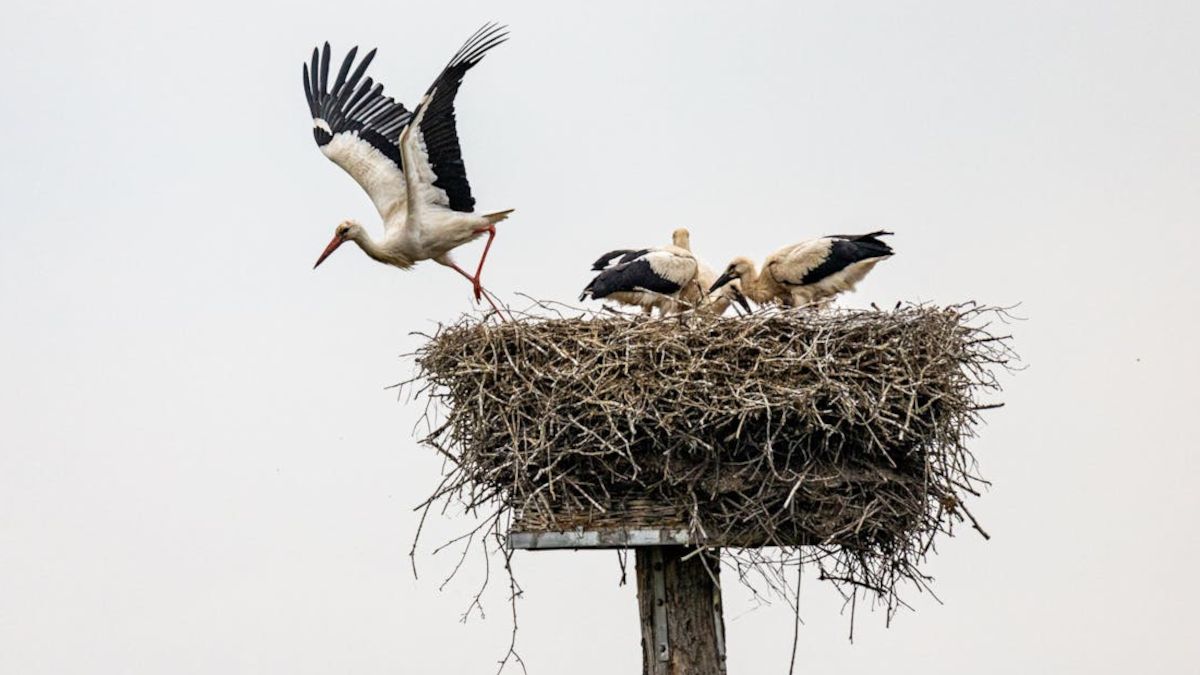 Bociany w Polsce zbierają się do odlotu.