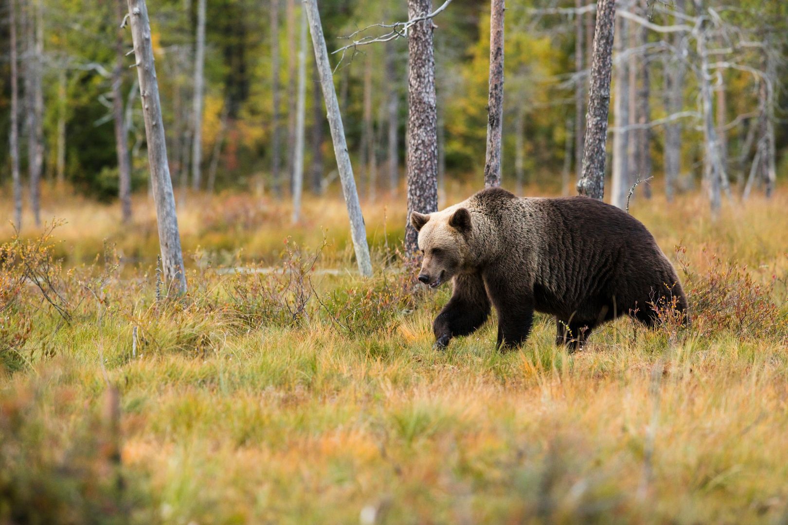 Kolejny atak niedźwiedzia na człowieka. Słowacy są wprost przerażeni