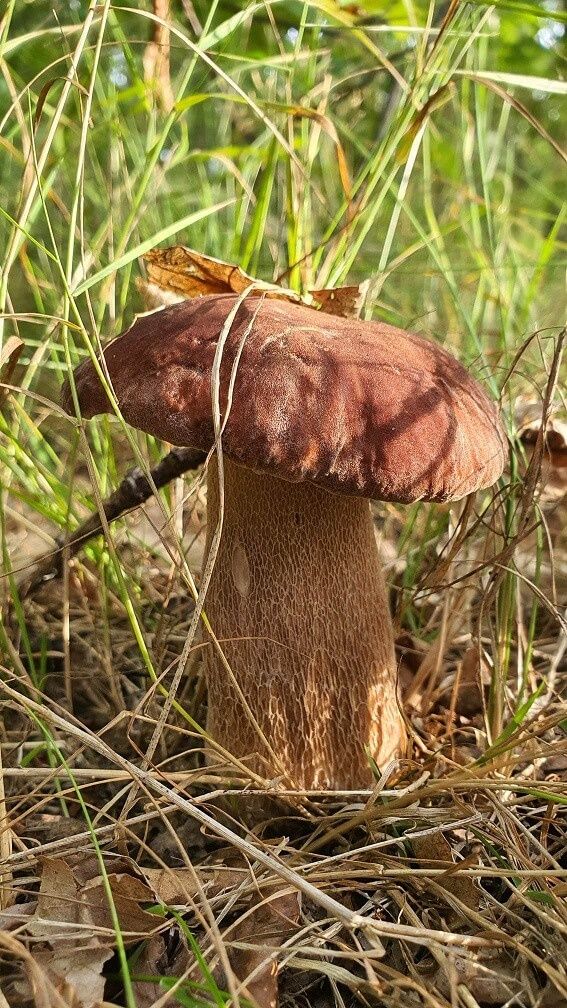 Borowiki lubelskie