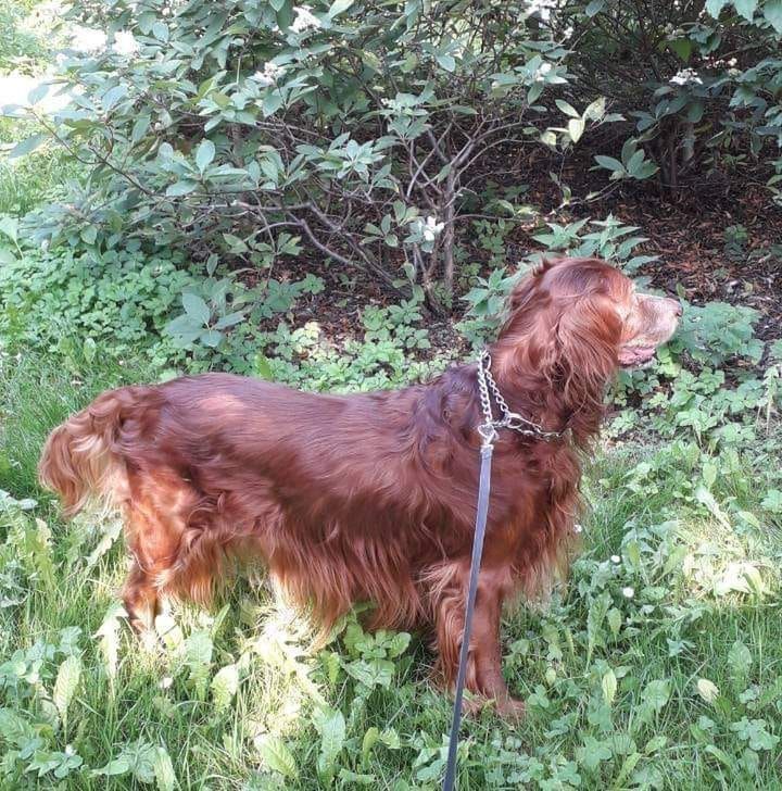 Dzień Kundelka na Pudelku