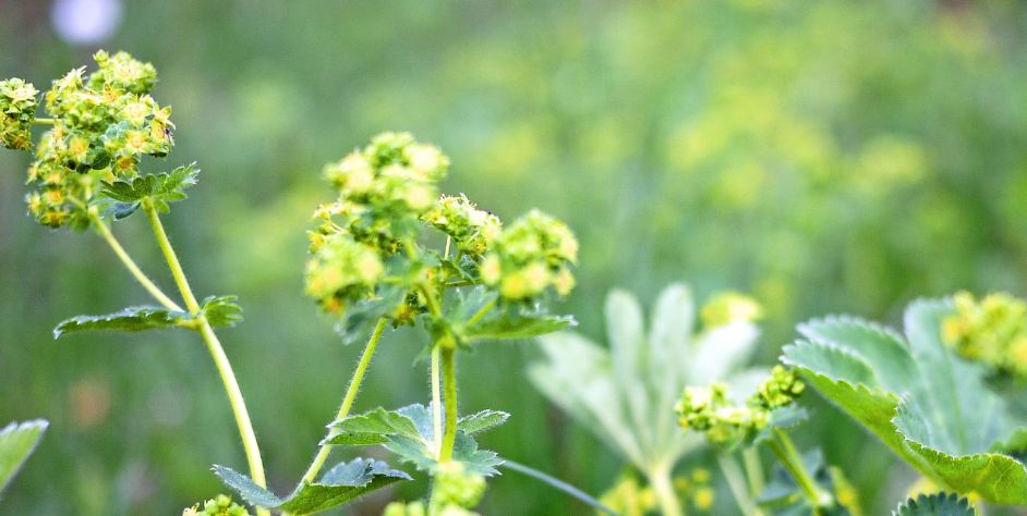 Przywrotnik pospolity (łac. Alchemilla vulgaris) to prosta w uprawie roślina wieloletnia należąca do rodziny różowatych. 