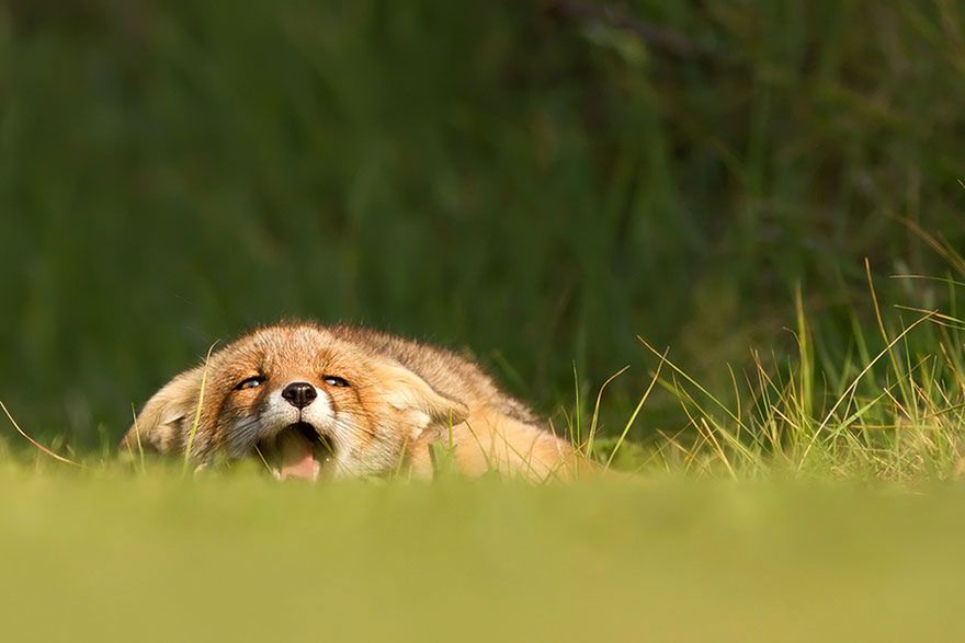 Jak robi lis? Czyli dzikie lisy Roeselien Raimond 7
