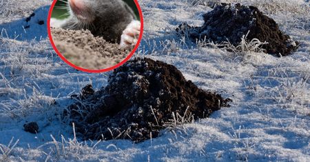 Włóż do kopca. Spokój z kretami na długie miesiące