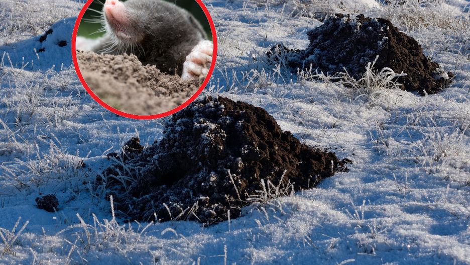 Jak skutecznie pozbyć się kreta?