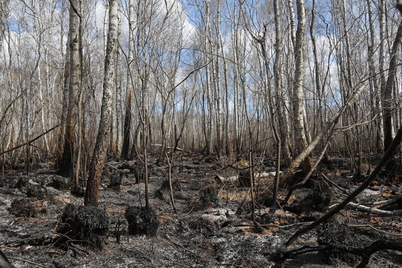 Nadleśnictwa zamykają lasy, by nie doszło do kolejnych pożarów