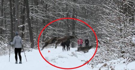 W lesie odbywały się zawody sportowe. Nagle na drodze pojawiła się chmara