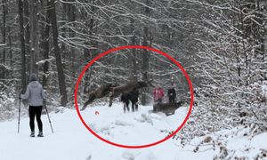 W lesie odbywały się zawody sportowe. Nagle na drodze pojawiła się chmara