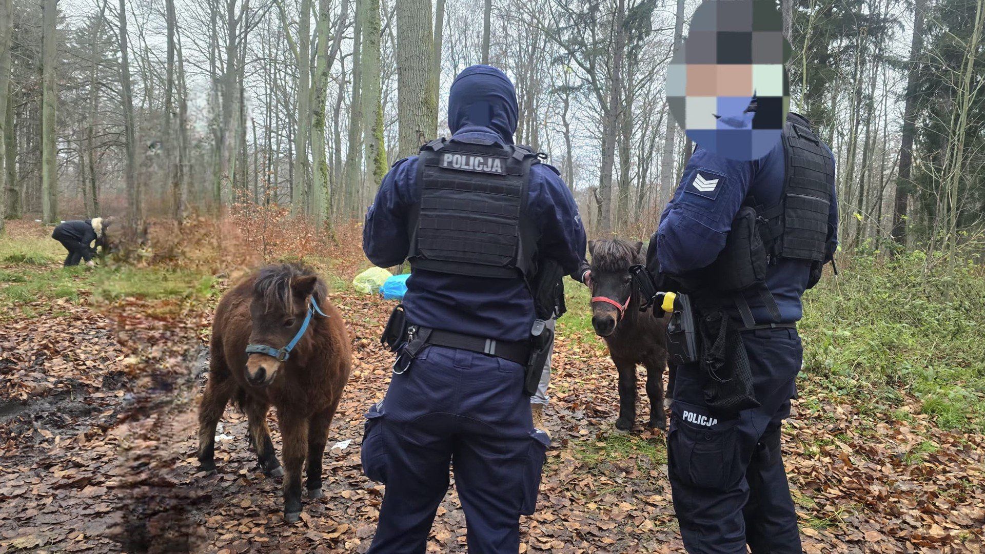 Spacer dwóch kucyków na ul. Morskiej w Koszalinie