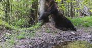 Miś zaliczył glebę. Nagranie z Bieszczad zachwyciło internautów