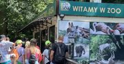 Czy Zoo Poznań powinno zmienić formę organizacyjną? Miasto odpowiada na propozycję