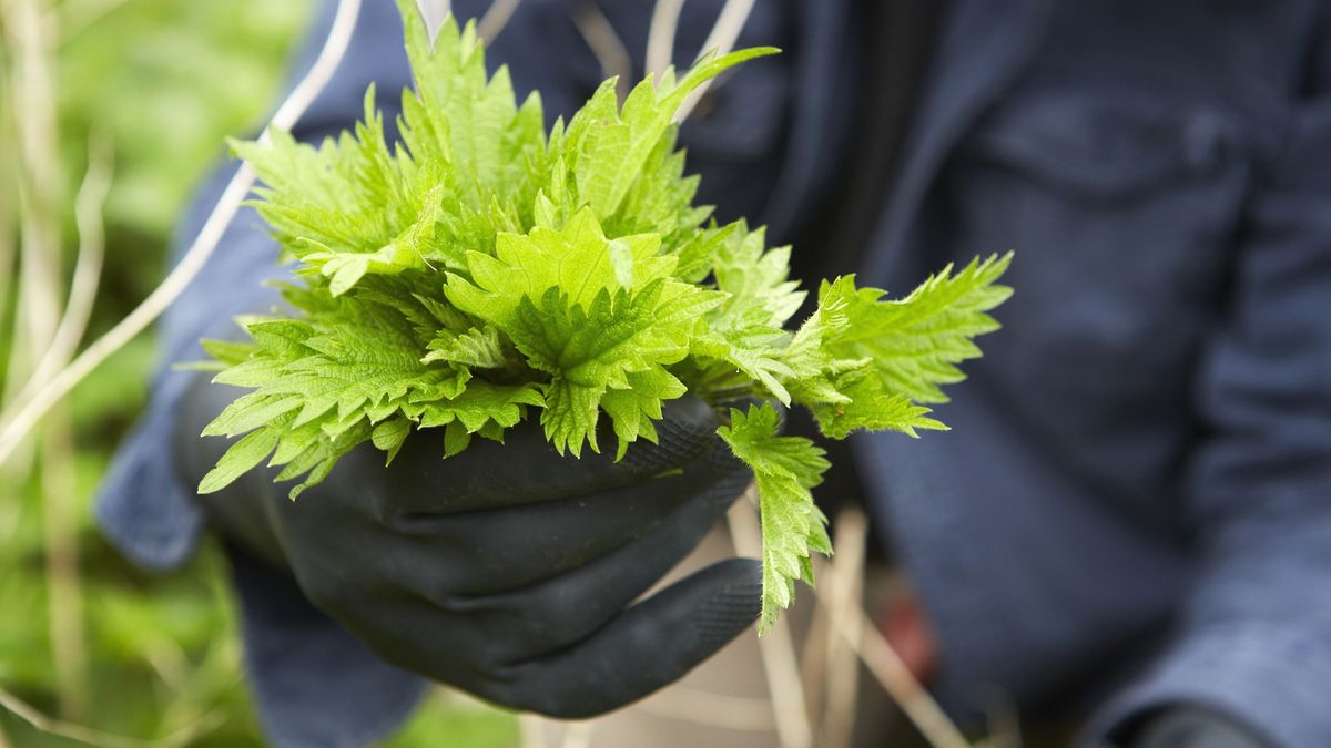 A man holding a fresh handful of stinging nettles.
Mint Images
Collecting, Foraging, Senior Adult, Mature Men, Unrecognizable Person, Expertise, Freshness, Knowledge, Real People, Lush Foliage, Good Condition, Lush, One Person, Part Of, Europe, Western Europe, UK, England, Candid, Horizontal, Colour Image, Photography, Close-Up, Front View, Flora, Nettle Family, Stinging Nettle, Plant Part, Leaf, Human Limb, Human Hand, Outerwear, Glove, Rubber Glove, Simple Living, The Good Life, forager