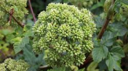 Właściwości i wartości odżywcze arcydzięgla