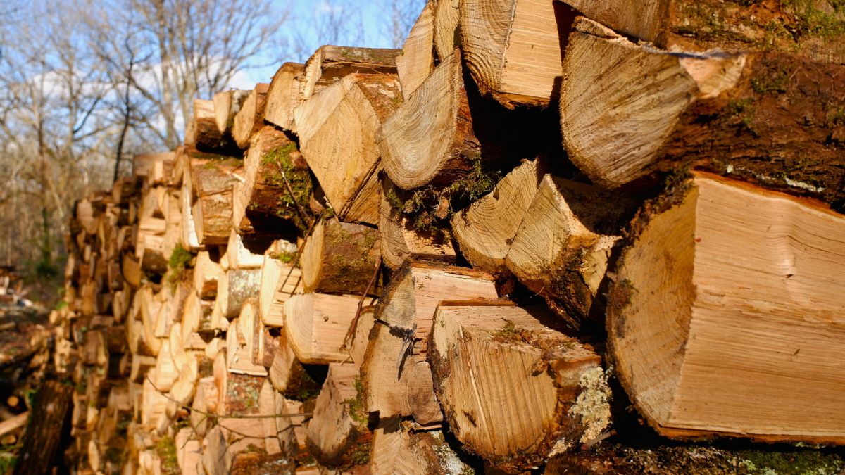 Jaki opał na zimę? Tyle drewna potrzeba zamiast tony węgla